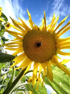 Pick your own sunflowers chipping campden cotswolds honeybee campden things to do outdoors bees