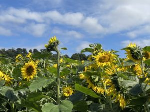 Pick your own sunflowers chipping campden cotswolds lower clopton farm shop campden home nursing things to do