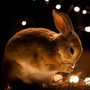 A rabbit at nights with Christmas nights in the background.