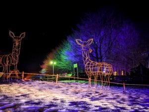 A snow covered feild with wire framed doe from the Enchanted Light Trail at Cotswold Farm Park.