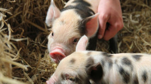 Two baby piglets in hay at Adam Henson’s Cotswolds Farm Park.