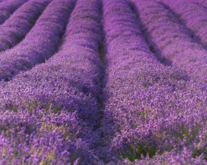 Cotswold Lavender fields.