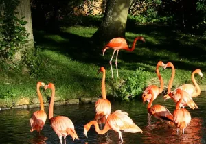 Flamingos on the banks and in water at a sunset at Birdland in the Cotswold.